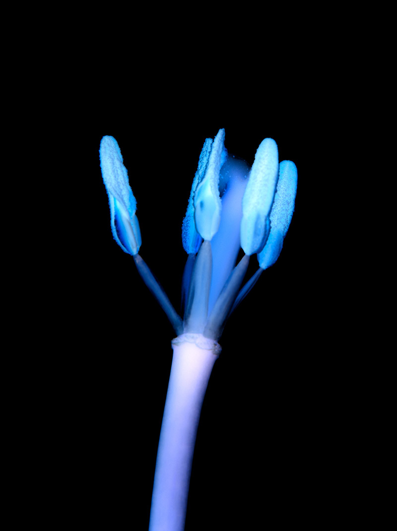 Caroline Smyrliadis, X-ray